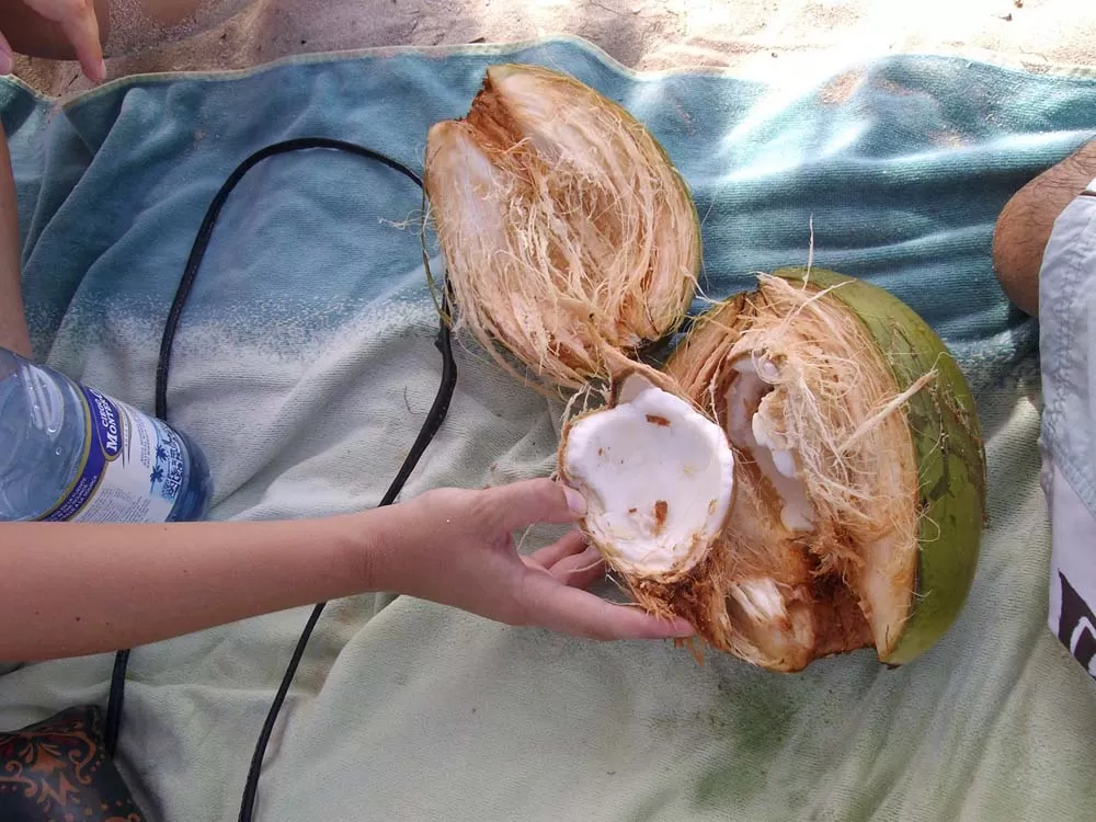 noce di cocco appena aperta