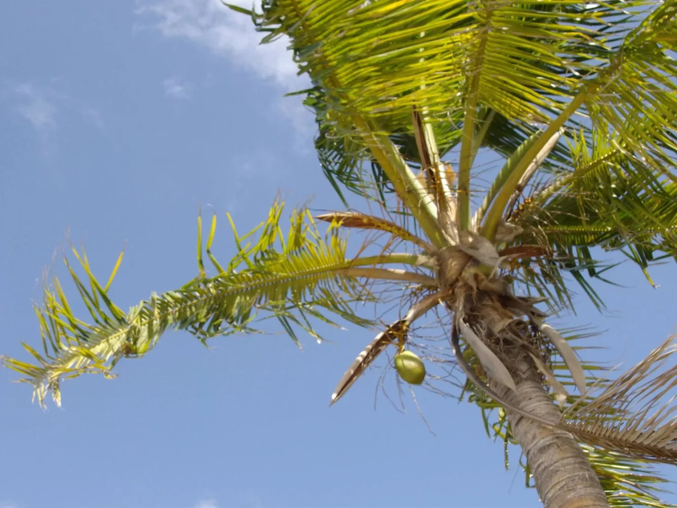 Palma da cocco