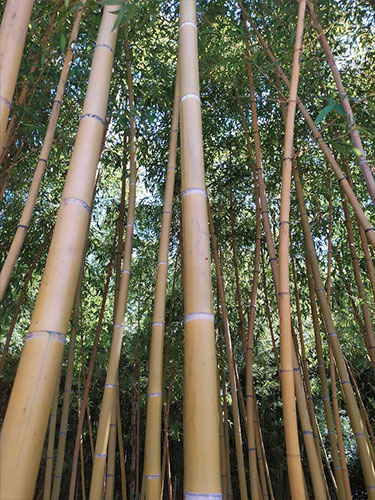 Bamboo del labirinto della Masone