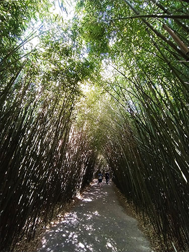 tunnel di bamboo nel labirinto della Masone