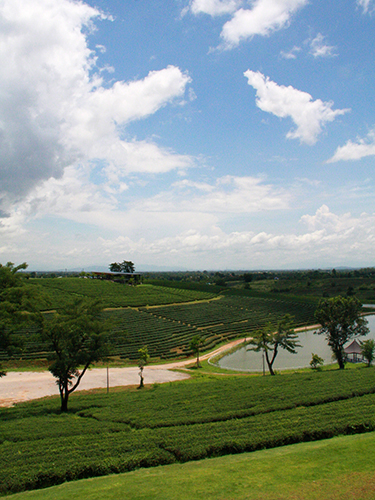 piantagioni di tea - chiang rai