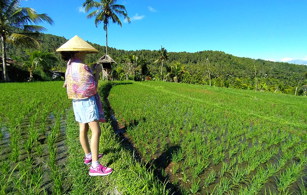 passeggiare tra le risaie di Munduk - Bali