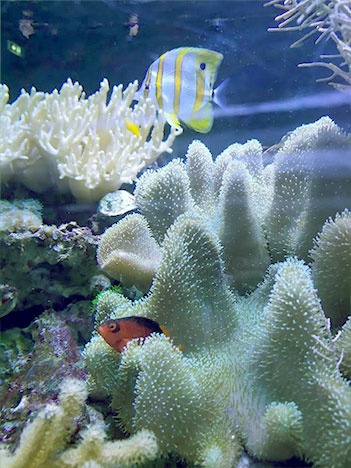 Ammirare i coralli nell'acquario di Cattolica con i bambini