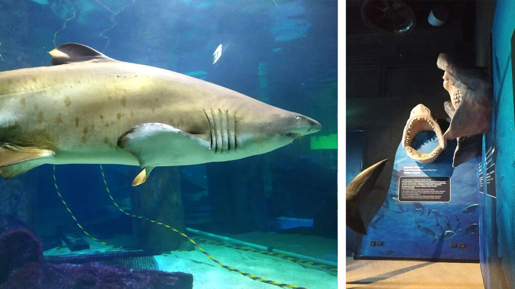 Gli squali all'acquario di Cattolica