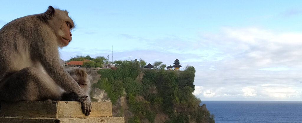 Scimmie al tempio di uluwatu