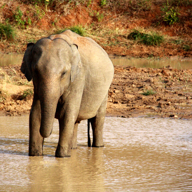 elefante-safari-uda-walawe-sri-lanka