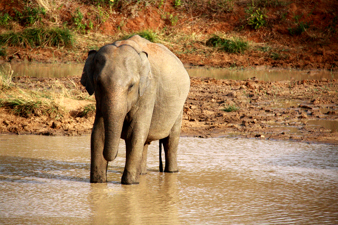 elefante-safari-uda-walawe-sri-lanka