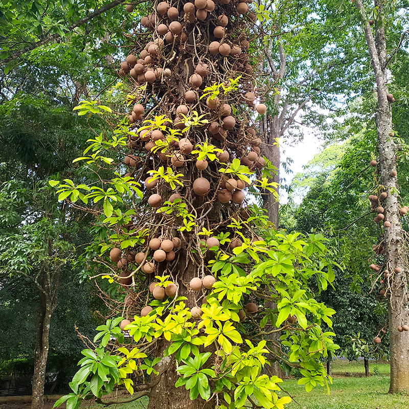 Giardino botanico di kandy - Sri Lanka