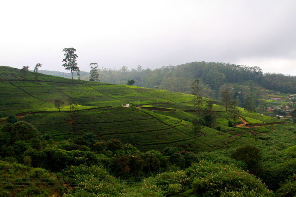 piantagioni di te a Nowara elya - Sri Lanka