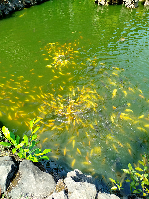 ipoh - sam poh tong temple - fish